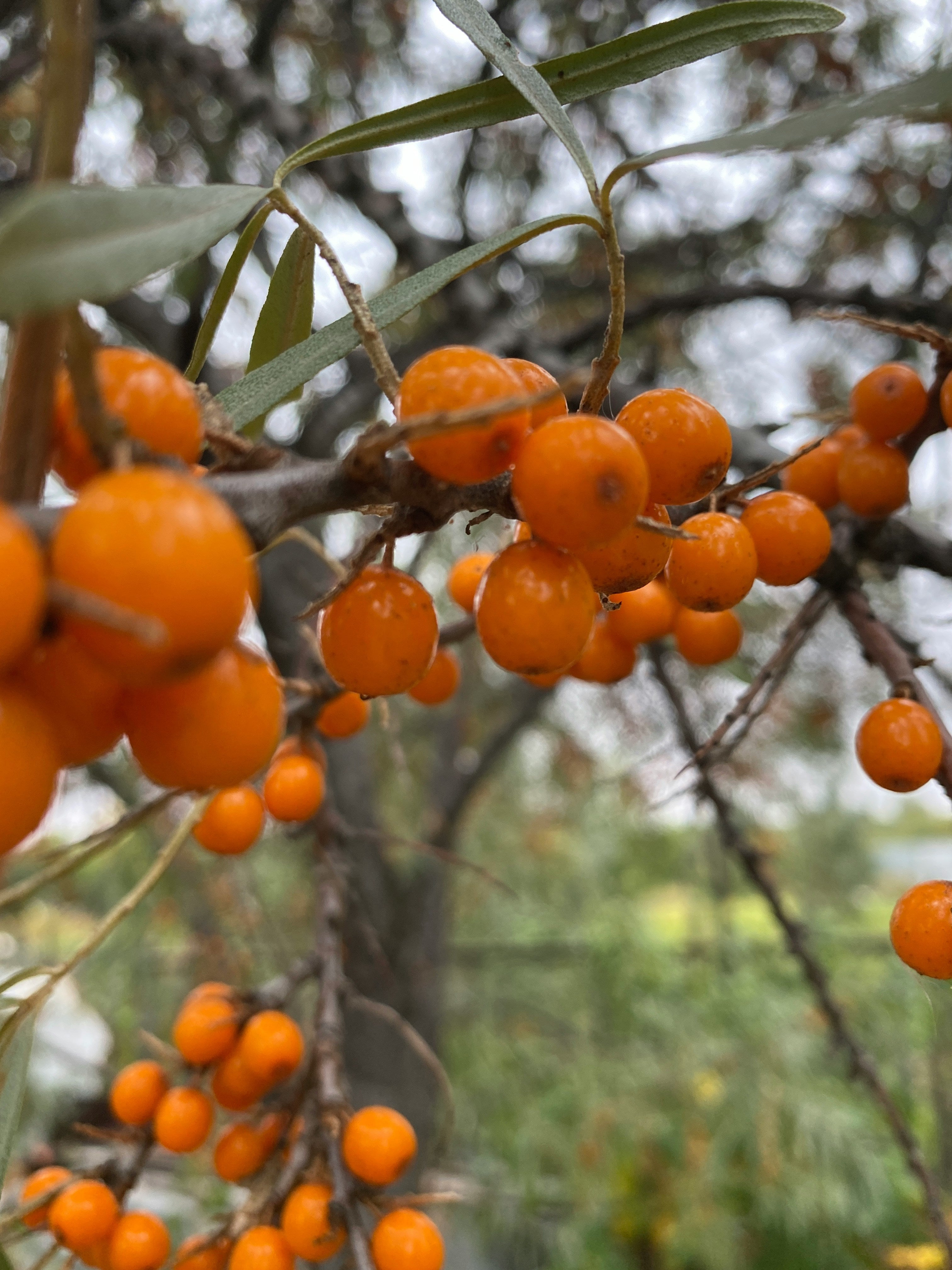 Why Is Sea Buckthorn So Powerful?
