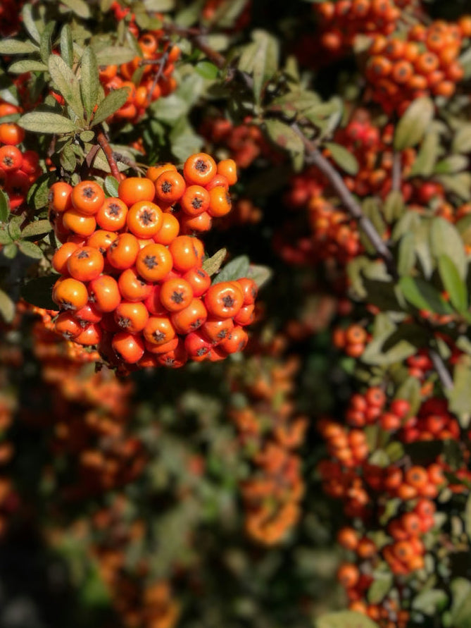 Seaberry Crunch ingredient sea buckthorn